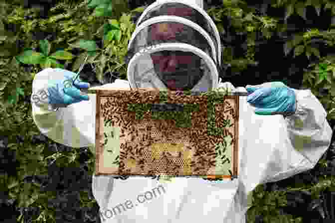 A Beekeeper Wearing A Protective Suit, Inspecting A Hive Of Honeybees What Do I Get To See On The Farm? Was Gibt Es Auf Dem Bauernhof Zu Sehen?