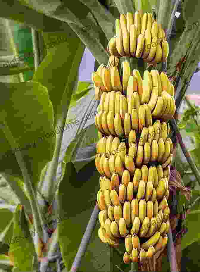 A Bunch Of Ripe Bananas On A Banana Tree Banana: Benefits And Growing Methods