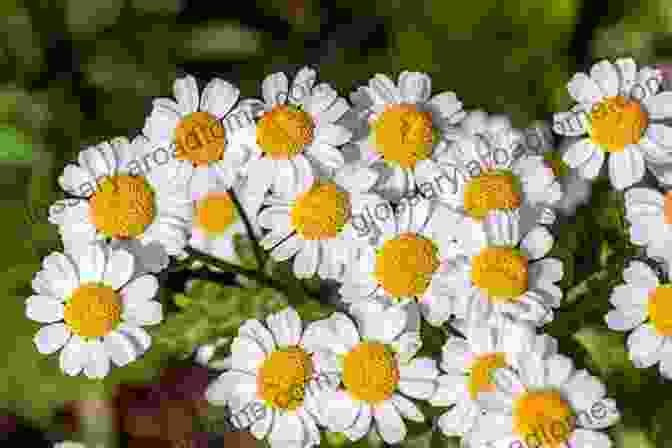 A Close Up Of A Feverfew Plant In Bloom, With White Daisy Like Flowers And Green Leaves. Feverfew Herb Paradox Om Krishna Uprety