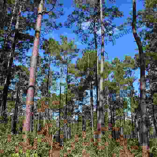 A Dense Pine Forest In East Texas Land Of Bears And Honey: A Natural History Of East Texas