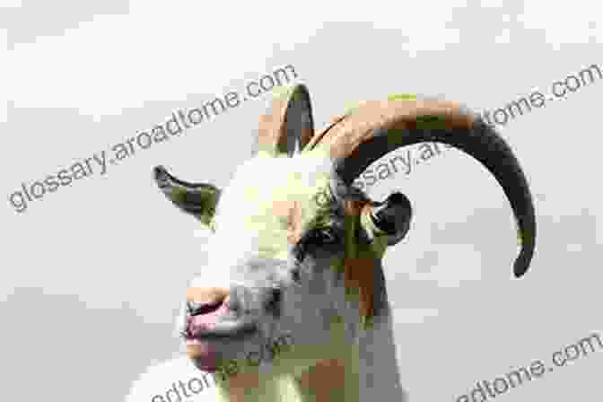 A Goat Standing On Top Of A Fence, Its Horns Pointed Upwards, Its Playful Expression Evident In Its Eyes What Do I Get To See On The Farm? Was Gibt Es Auf Dem Bauernhof Zu Sehen?