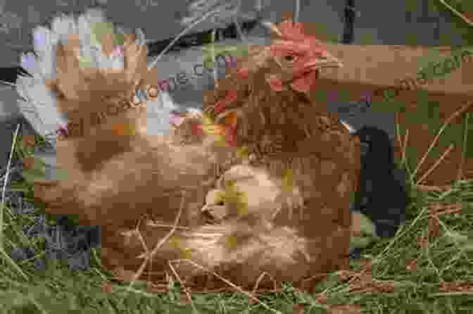 A Mother Hen Surrounded By Her Newly Hatched Chicks, All Snuggled Together In A Cozy Nest What Do I Get To See On The Farm? Was Gibt Es Auf Dem Bauernhof Zu Sehen?