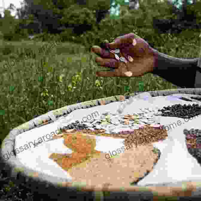 A Photo Of A Person Practicing Seed Saving, Ensuring The Preservation Of Valuable Traits Sadie S Seed Adventures: Learning About Seeds (Take It Outside)