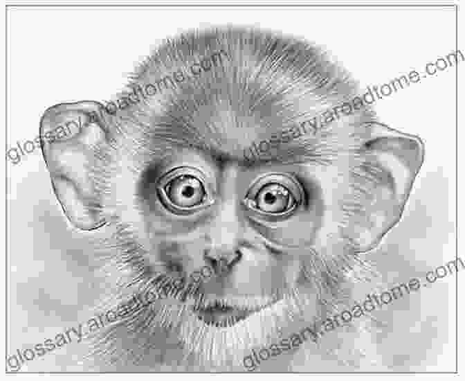 A Playful Monkey Sketched With Energetic And Expressive Lines Andrew Abby S Sketchbook 4 Michael Creese