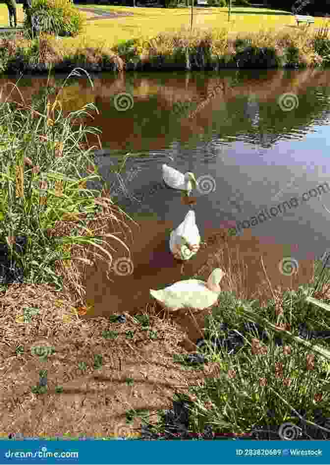 A Serene Farm Pond With Ducks And Geese Swimming Peacefully, Surrounded By Lush Greenery And Wildflowers What Do I Get To See On The Farm? Was Gibt Es Auf Dem Bauernhof Zu Sehen?