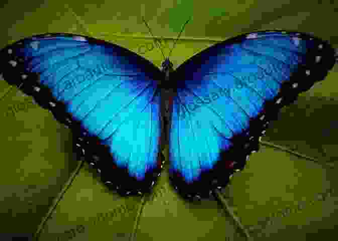 A Stunning Macro Image Of A Butterfly In Vibrant Colors Insect Photography: Art And Techniques