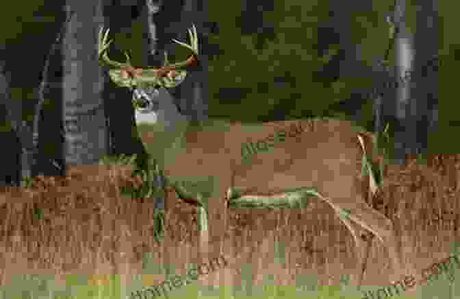 A White Tailed Deer In East Texas Land Of Bears And Honey: A Natural History Of East Texas