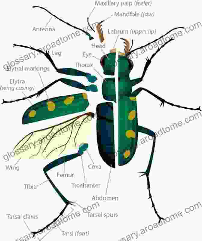 Adding Texture And Details To The Beetle's Body, Highlighting The Antennae, Legs, And Wing Veins. How To Draw A Beetle