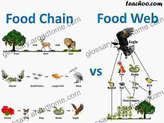 An Illustration Of The Interconnected Food Chain, From Plants To Animals To Humans The Omnivore S Dilemma: Young Readers Edition