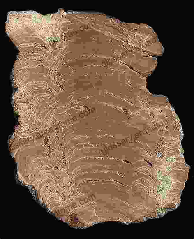 An Image Of Stromatolites, Ancient Microbial Structures That Provide Evidence Of Early Life On Earth. Young Sun Early Earth And The Origins Of Life: Lessons For Astrobiology