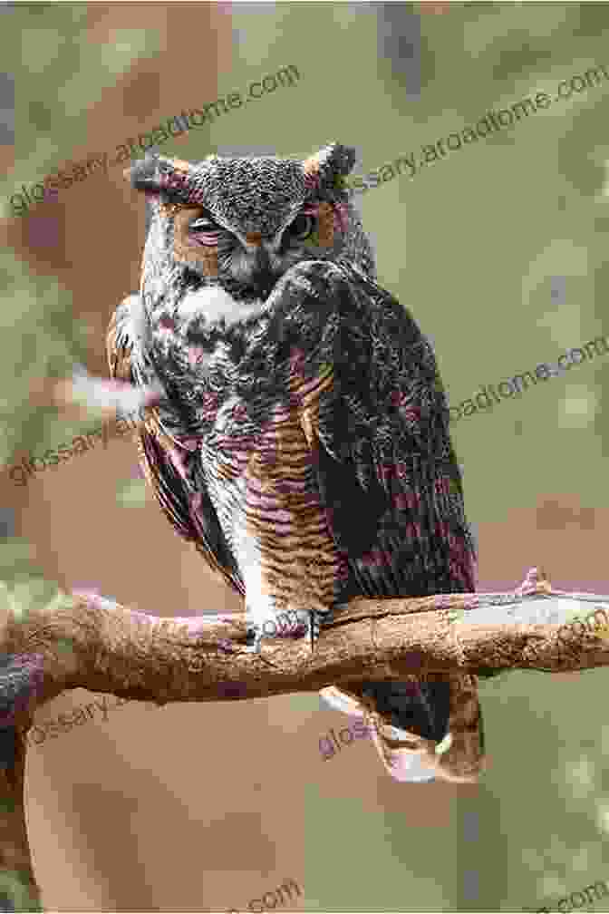 An Owl Perched In A Tree Bird Planet: A Photographic Journey