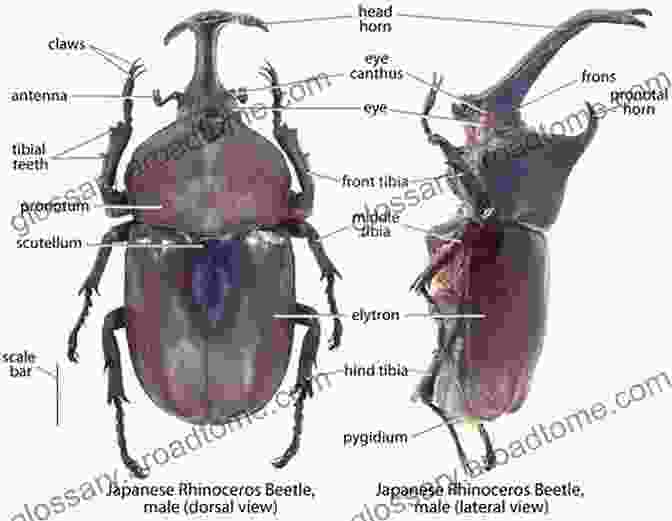 Anatomy Of A Beetle, Showcasing The Head, Thorax, And Abdomen. How To Draw A Beetle