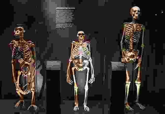 Ancient Human Remains Deeper Secrets Of Human Evolution In The Light Of The Gospels