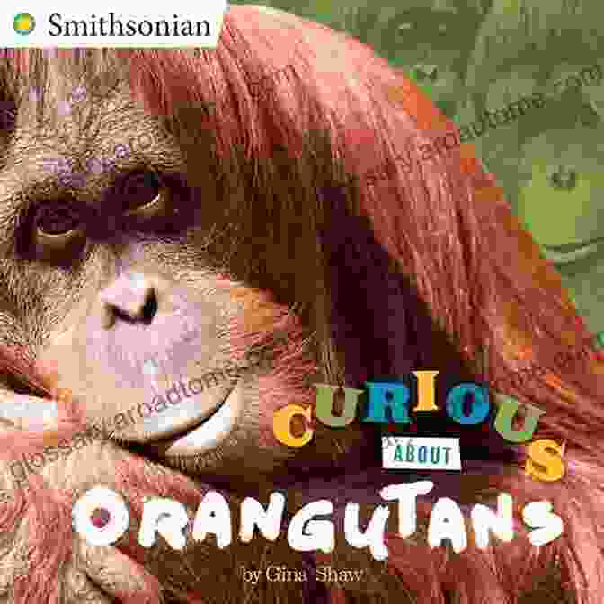 Curious About Orangutans Book Cover Featuring A Close Up Of An Orangutan's Face Curious About Orangutans (Smithsonian) Gina Shaw