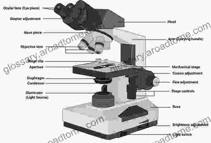 Detailed Diagram Of Microscope Components, Including Objectives, Eyepieces, Stage, And Light Source One Day In The Life Of The English Language: A Microcosmic Usage Handbook