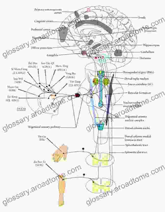 Diagram Illustrating The Neural Pathways Involved In Political Belief Formation The Political Mind: A Cognitive Scientist S Guide To Your Brain And Its Politics