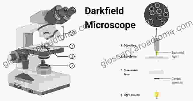 Diagram Showcasing Various Microscopy Illumination Techniques, Including Brightfield, Darkfield, And Fluorescence One Day In The Life Of The English Language: A Microcosmic Usage Handbook