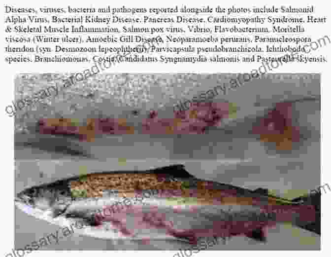 Diseased Farmed Salmon With Severe Lesions Bacterial Fish Pathogens: Disease Of Farmed And Wild Fish