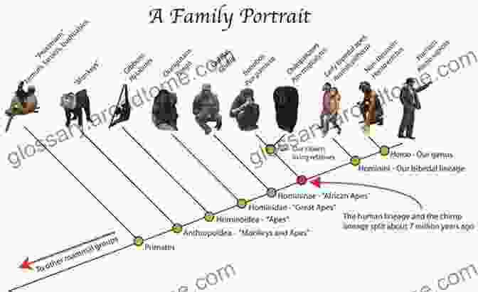 Evolutionary Tree Deeper Secrets Of Human Evolution In The Light Of The Gospels