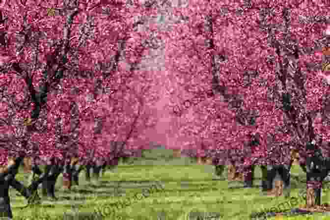 Image Of A Fruit Orchard In Full Bloom 10 Must Have Seeds In Times Of Crisis: Prepare For When SHTF: Grow Your Own Food: The Easiest Seeds To Grow Food From