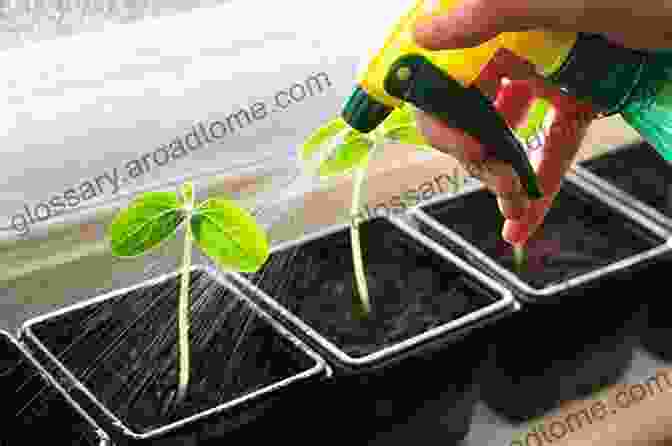 Image Of A Gardener Tending To Seedlings 10 Must Have Seeds In Times Of Crisis: Prepare For When SHTF: Grow Your Own Food: The Easiest Seeds To Grow Food From