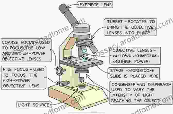 Microscopic Image Of A Complex Biological Sample, Annotated With Measurements And Labels One Day In The Life Of The English Language: A Microcosmic Usage Handbook