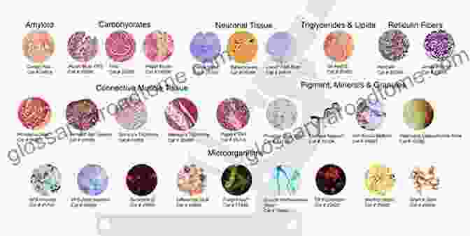 Microscopic Image Of A Stained Tissue Sample, Showcasing The Intricacies Of Cell Structures One Day In The Life Of The English Language: A Microcosmic Usage Handbook