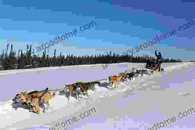 Pedie And His Sled Dogs Crossing A Frozen River Pedie And The Sled Dogs