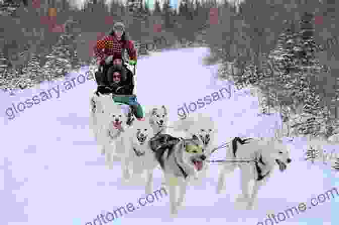 Pedie Standing With His Sled Dogs In The Snowy Wilderness Pedie And The Sled Dogs