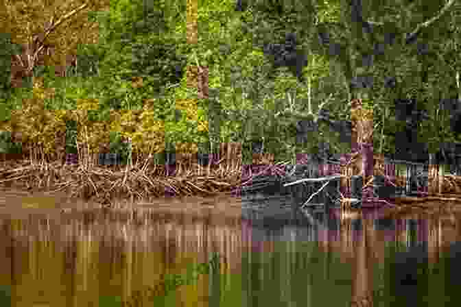 Photo Of A Dense Mangrove Forest In The Sunderban Thakuran Basin, Highlighting Their Role In Stabilizing Sediments And Creating Rich Habitats. Tidal Sedimentation Of The Sunderban S Thakuran Basin (Springerbriefs In Earth Sciences)