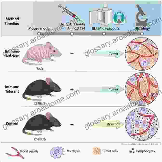 Rodent Models, Such As Mice And Rats, Are Commonly Used In CNS Drug Discovery Due To Their Genetic And Behavioral Similarities To Humans. Animal And Translational Models For CNS Drug Discovery Vol 2: Neurological DisFree Downloads