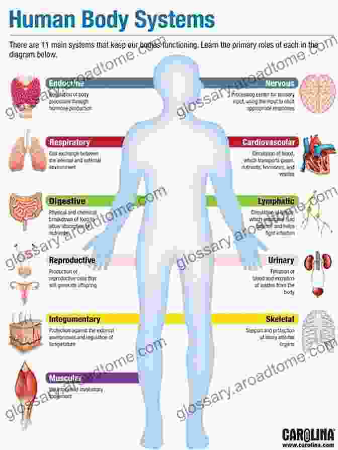 The Burj Khalifa 30 Second Anatomy: The 50 Most Important Structures And Systems In The Human Body Each Explained In Under Half A Minute: The 50 Most Important Structures Each Explained In Half A Minute (30 Second)