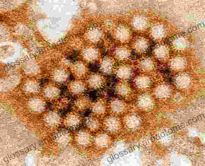 Transmission Electron Micrograph Of Rabies Virus Particles, Revealing Their Characteristic Bullet Shaped Morphology The Natural History Of Rabies Volume 1