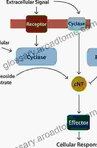 Cyclic Nucleotide Signaling (Methods In Signal Transduction 13)